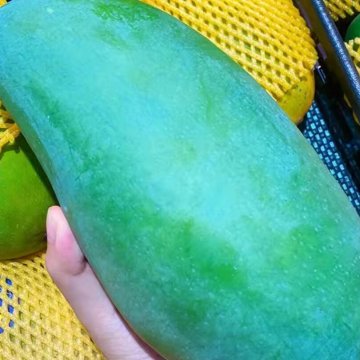 新鲜-越南大青芒9-10斤